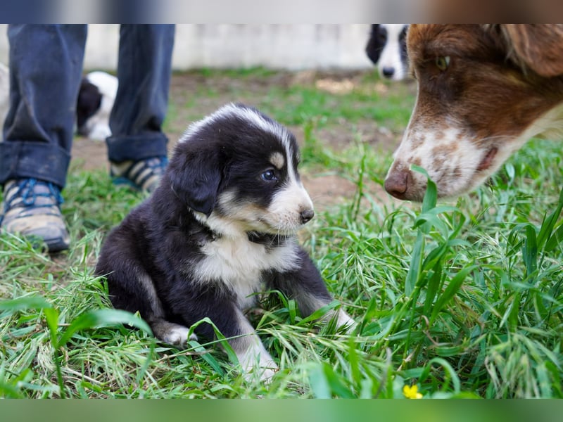 Kira, Kalle, Kasper und Karim suchen ein Zuhause