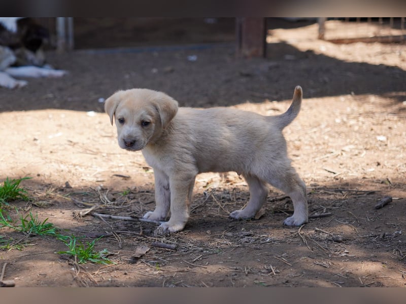 Kira, Kalle, Kasper und Karim suchen ein Zuhause