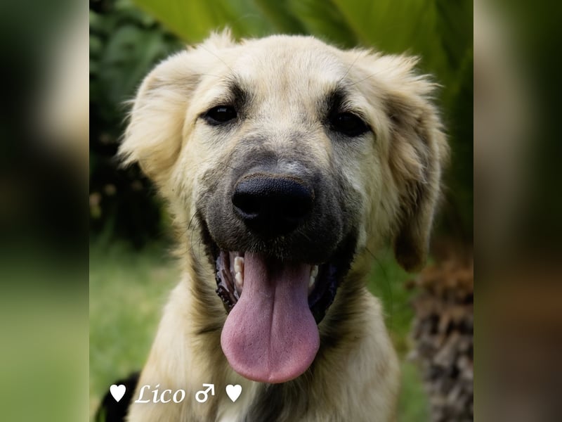 Liana, Lico und Lido suchen ein Zuhause