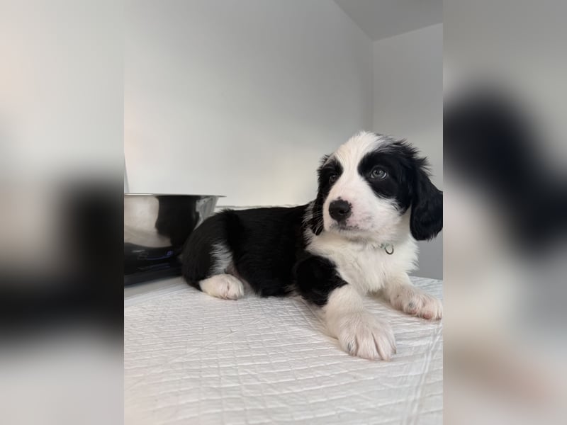 Im Westerwald zu besuchen: Zehn kleine Leben suchen ihr Für-immer-Zuhause