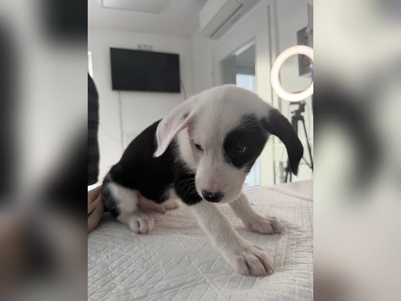 Im Westerwald zu besuchen: Zehn kleine Leben suchen ihr Für-immer-Zuhause