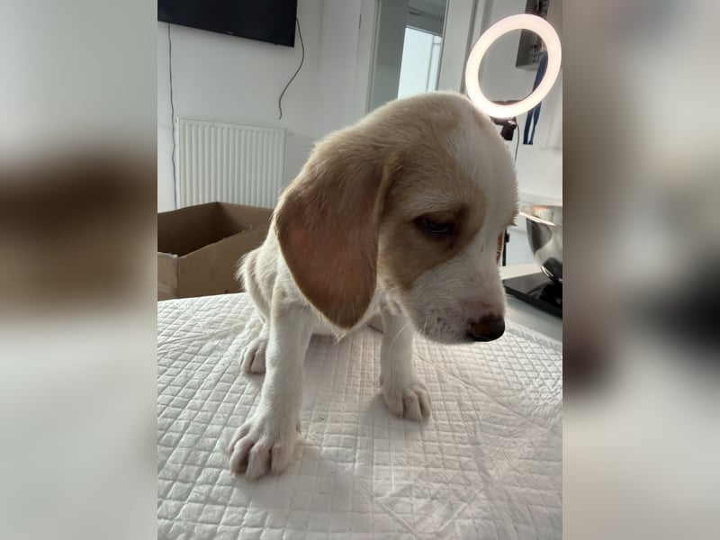 Im Westerwald zu besuchen: Zehn kleine Leben suchen ihr Für-immer-Zuhause