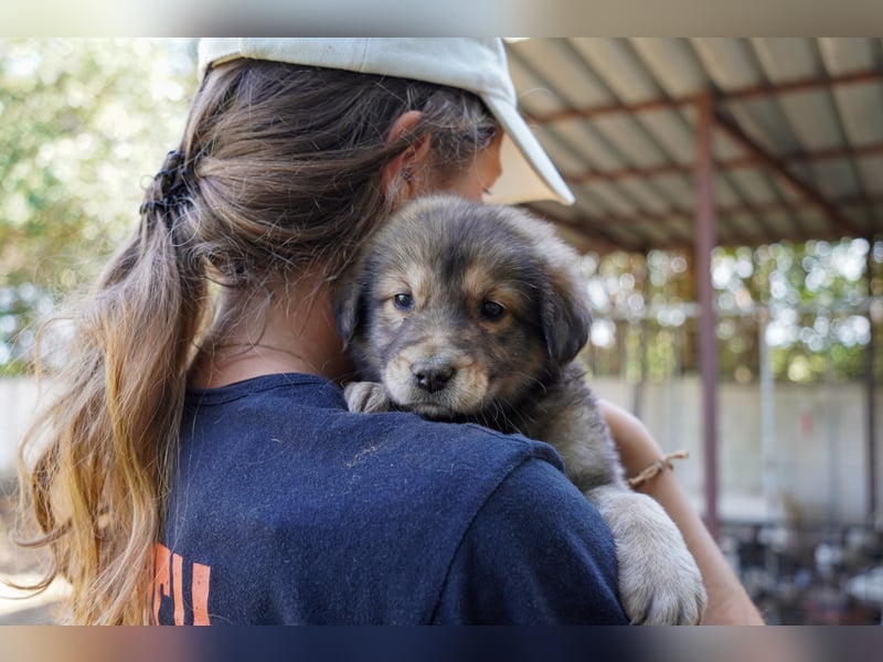 Kira, Kalle, Kasper und Karim suchen ein Zuhause