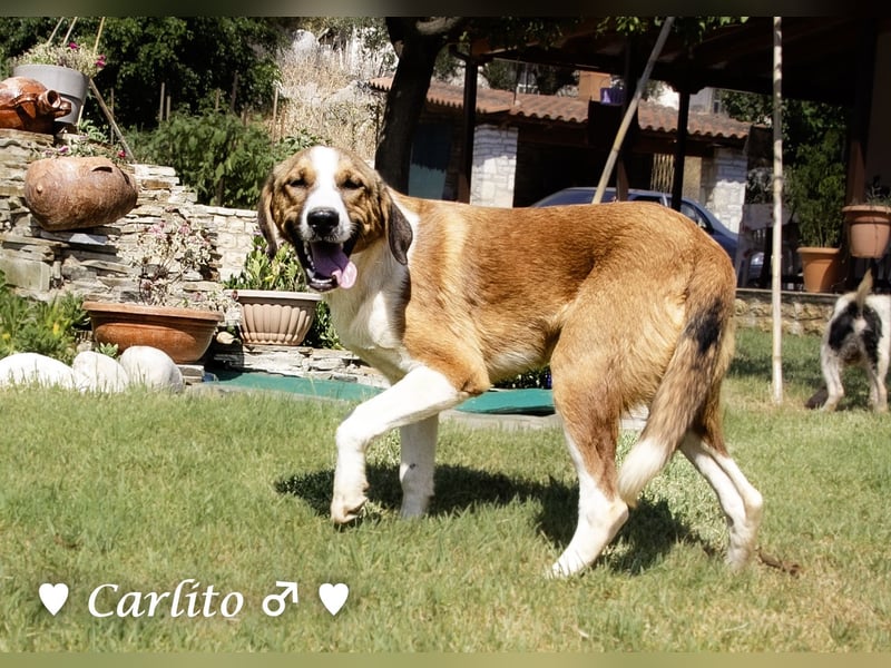 Carlito, Scippy und Kea auf der Suche nach ihrer Familie Carlito, Scippy und Kea auf der Suche nach ihrer Familie