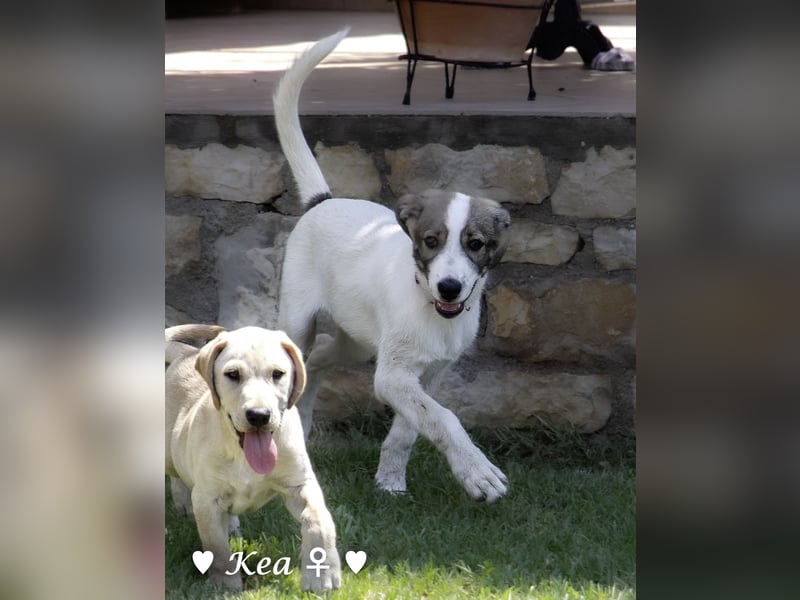 Kea  und Kay auf der Suche nach ihrer Familie