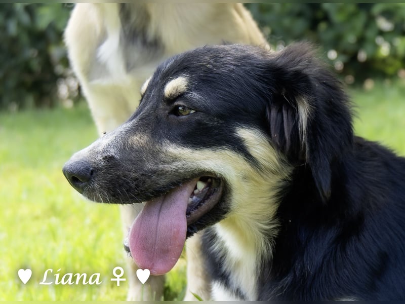 Liana, Lico und Lido suchen ein Zuhause