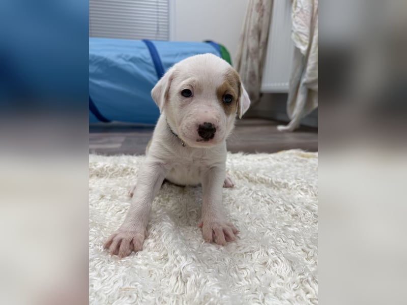Im Westerwald zu besuchen: Zehn kleine Leben suchen ihr Für-immer-Zuhause