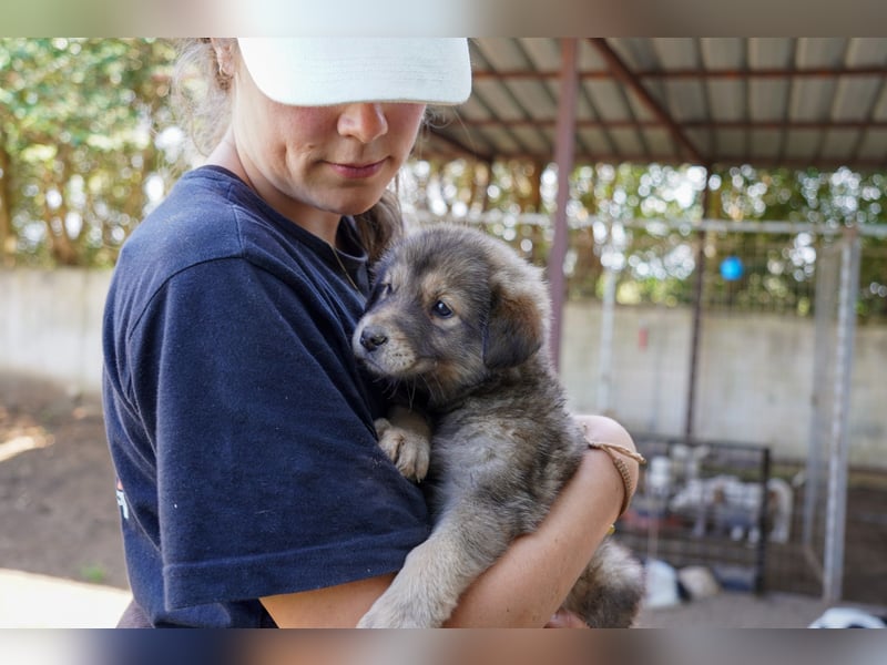 Kira, Kalle, Kasper und Karim suchen ein Zuhause