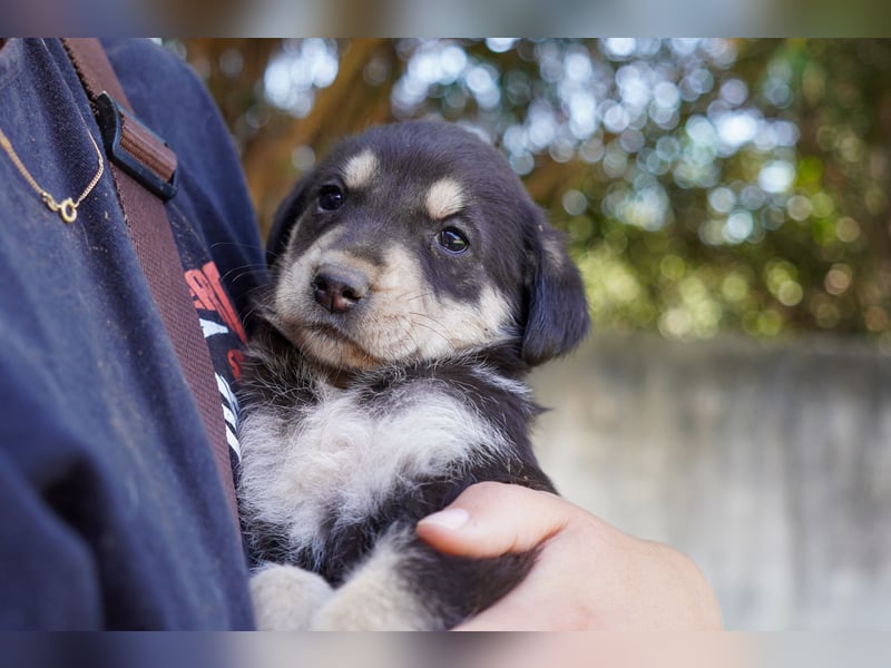Kira, Kalle, Kasper und Karim suchen ein Zuhause