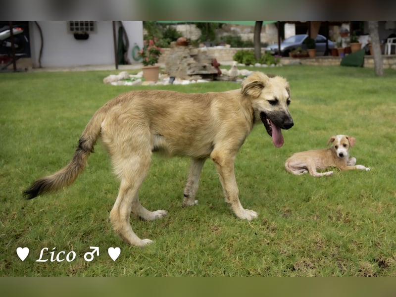 Liana, Lico und Lido suchen ein Zuhause