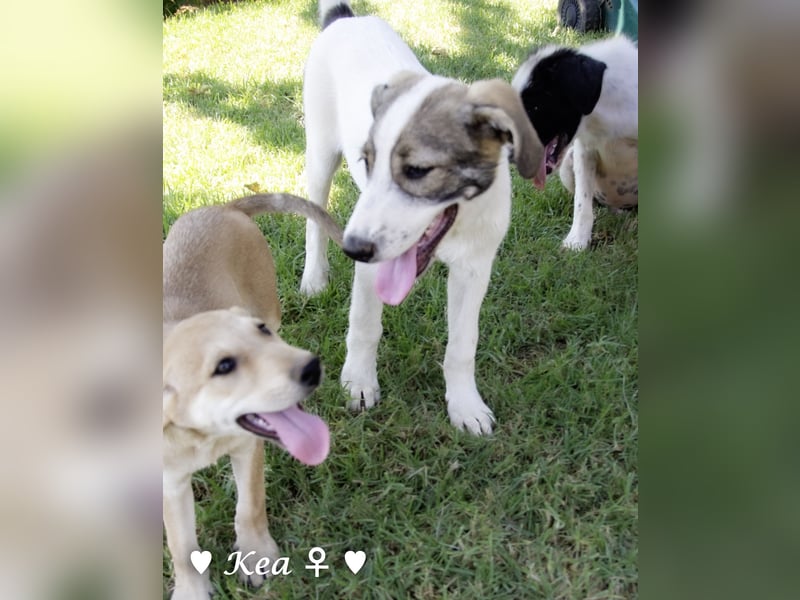 Kea  und Kay auf der Suche nach ihrer Familie
