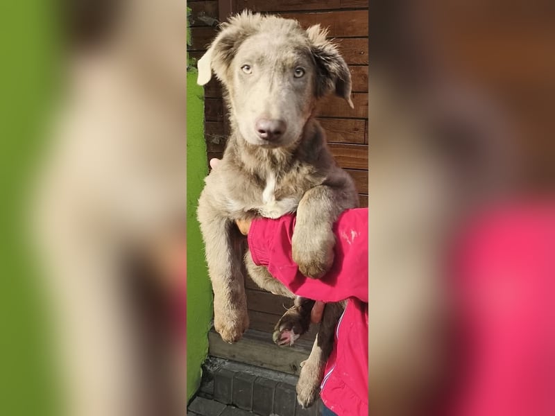 Samson - wurde im Wald ausgesetzt