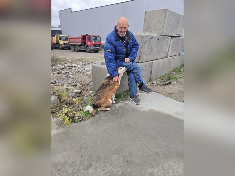 Veska - ältere Hundedame sucht dich für ihren Alterswohnsitz