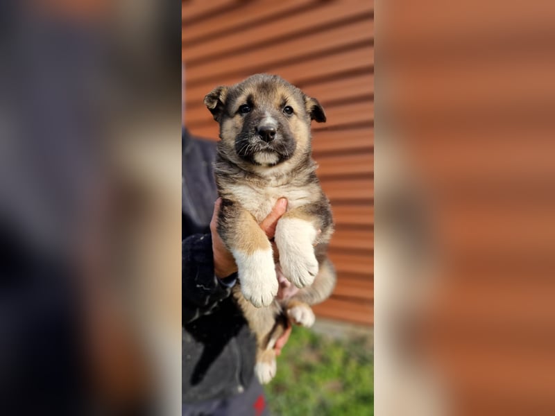 Whisky - junger Rüde möchte Dein Familienmitglied sein