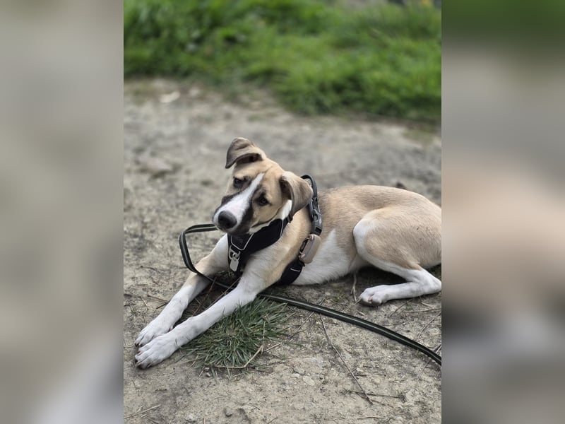 Lilly - will endlich ihr eigenes Für immer Zuhause - ja für immer bitte