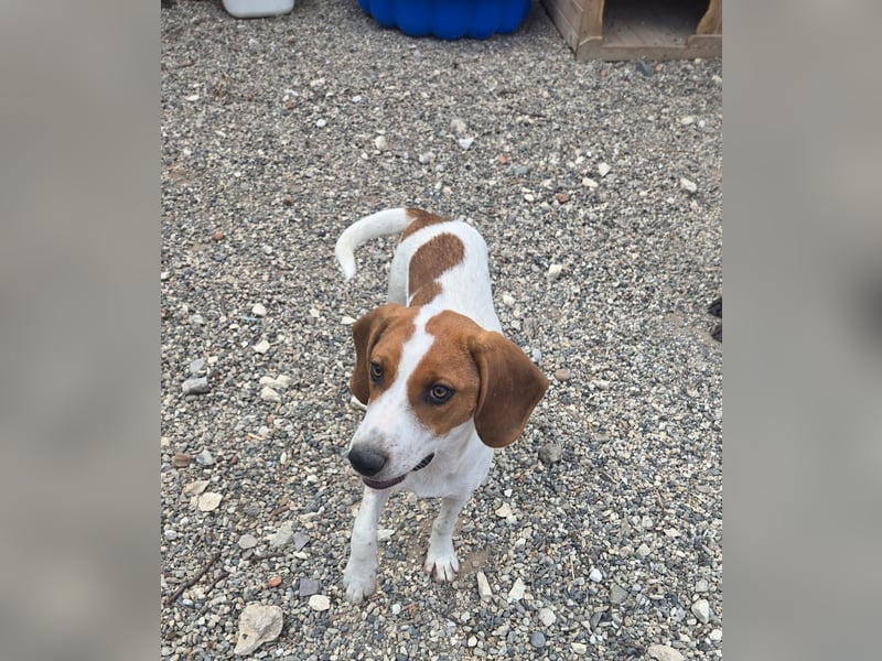 Lissy - sucht Dich für liebevolle Erziehung und für ihr Foreverhome