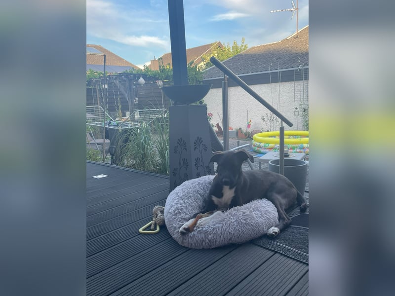 Dana - zwei Stationen - ich möchte jetzt mein Foreverhome bei Dir für Immer