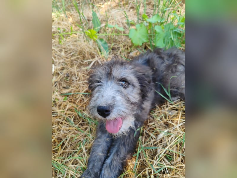 Misuki - toller süsser junge Hund sucht dich als Wegbegleiter