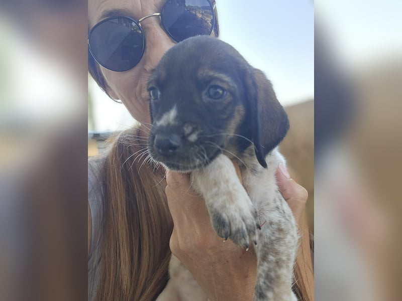 Sabrina, Abenteuer Junghund für Dich ?