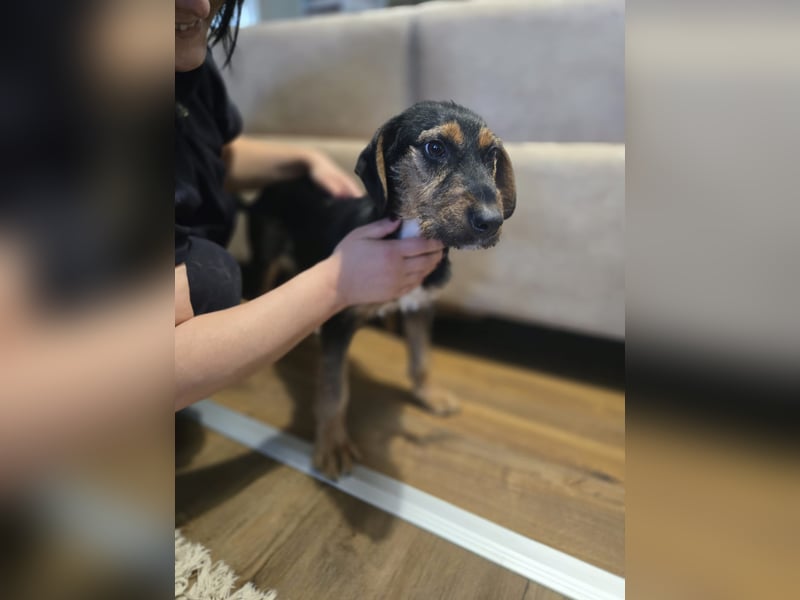 Masha sucht ein liebevolles Zuhause