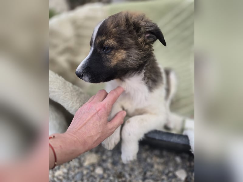 Zadie - darf ich bei dir ankommen und ein Teil deiner Familie werden