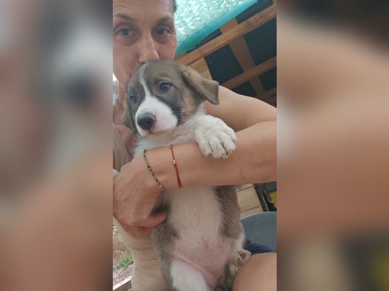 Josie - sucht ein Zuhause voller Liebe, Wärme und Menschen die sie glücklich macht
