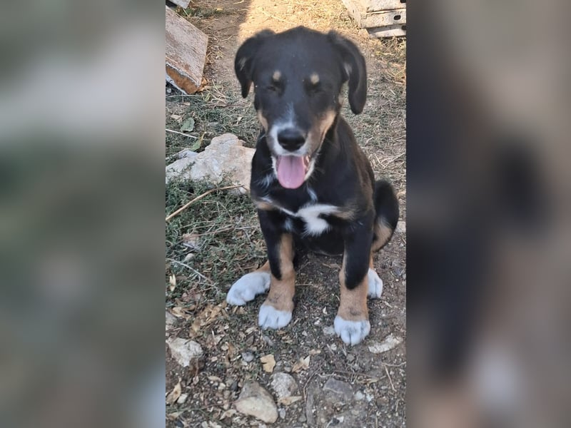 Pumpkin - sucht Dich für eine Freundschaft fürs Leben