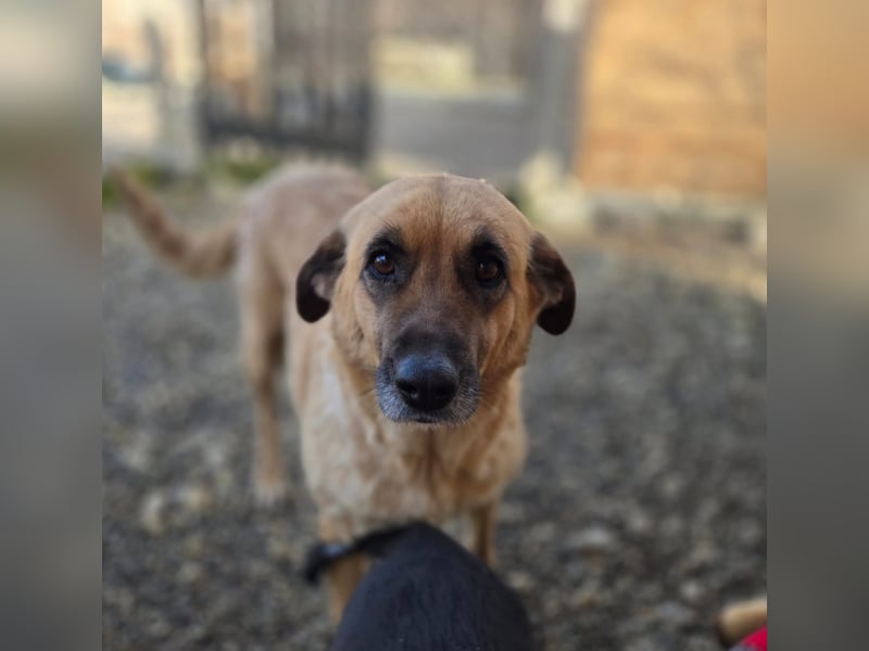 Wieka - Mama und ruhmreiche Kämpferin - sucht ihr Foreverhome