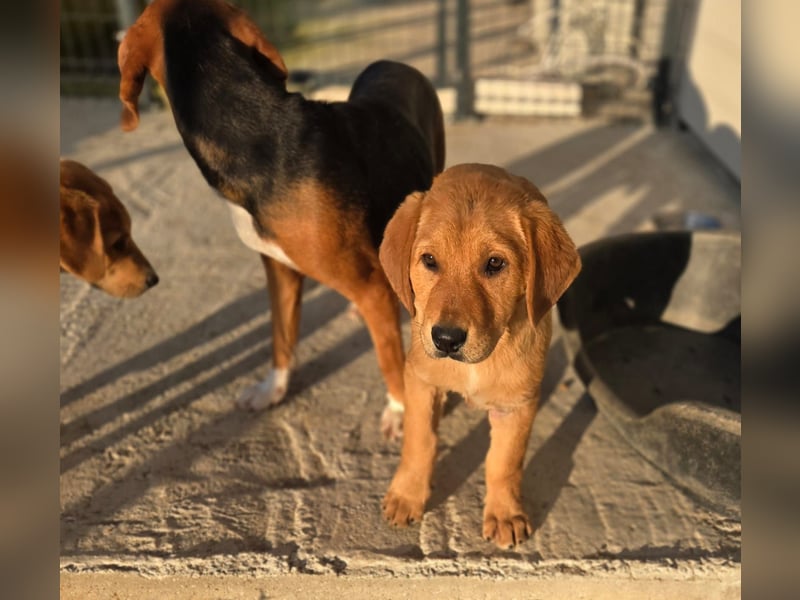 Luis - möchtest Du mir ein Zuhause schenken