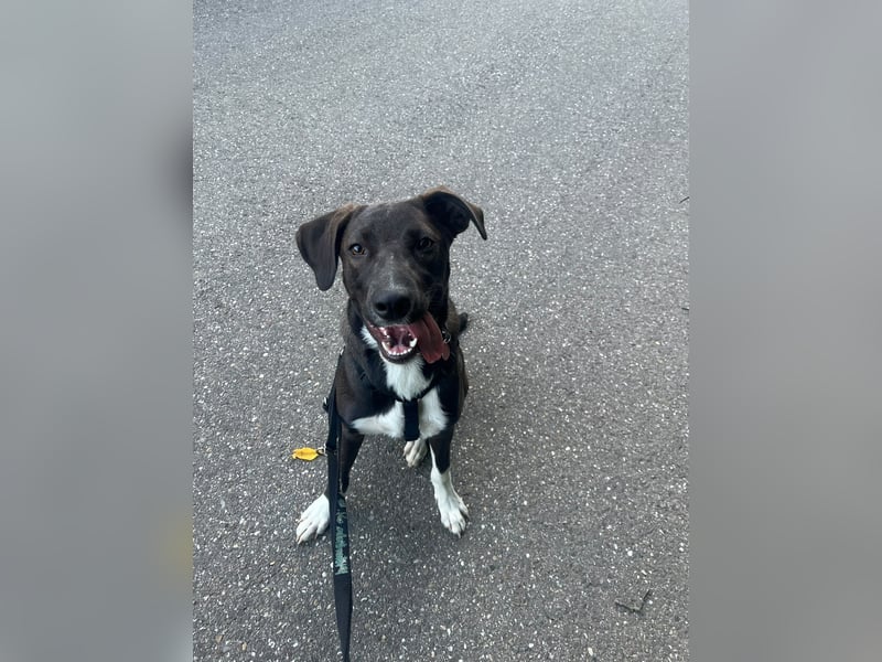 Dana - zwei Stationen - ich möchte jetzt mein Foreverhome bei Dir für Immer