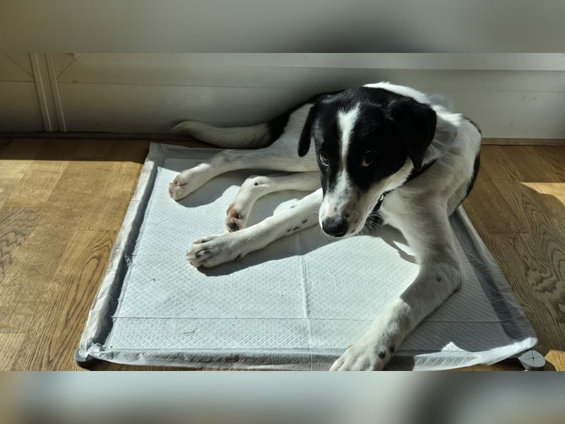 Klara - sucht Dich für gemeinsame Abenteuer