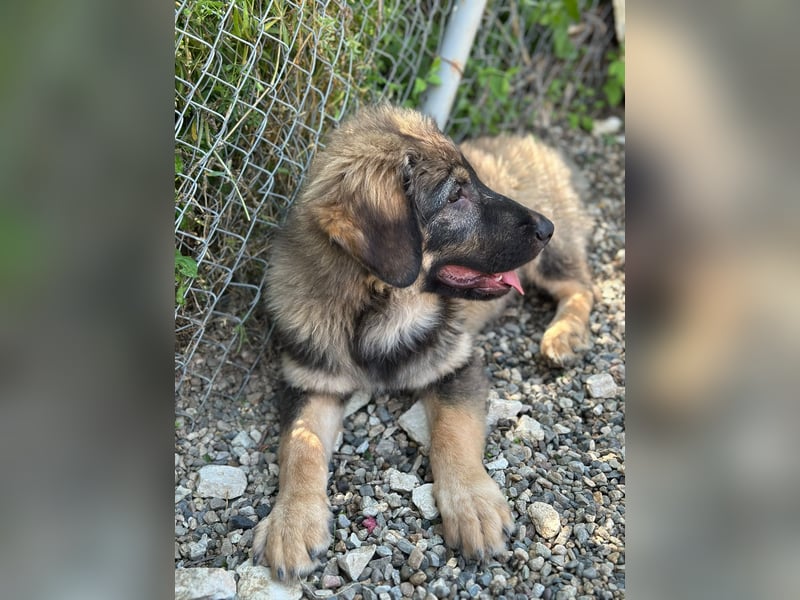 Dilara - fröhliches und offenes Hundemädchen sucht Dich