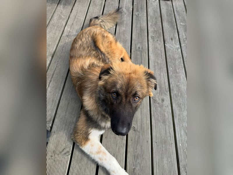 Zayden - sucht sein Foreverhome bei dir - er ist ein toller Wegbegleiter für dich