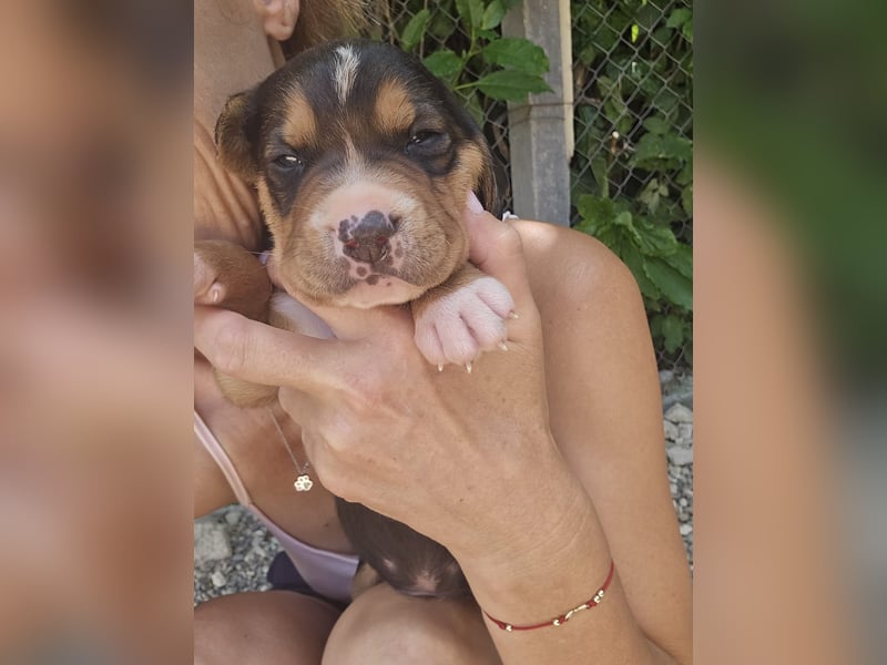 Georgie - sucht bei Dir ein Zuhause mit Liebe, Geborgenheit und ein willkommener Platz