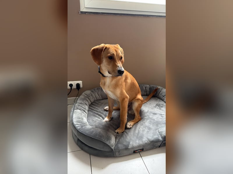 Lani - sucht ihr wahres Happy End - gelehrige Junghündin