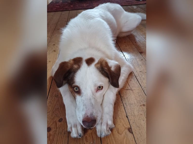 Filippa - sucht ihr Foreverhome, in dem sie geliebt wird und für immer bleiben darf