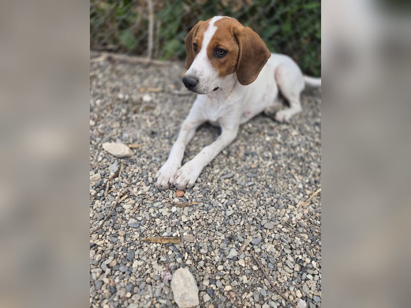 Lissy - sucht Dich für liebevolle Erziehung und für ihr Foreverhome