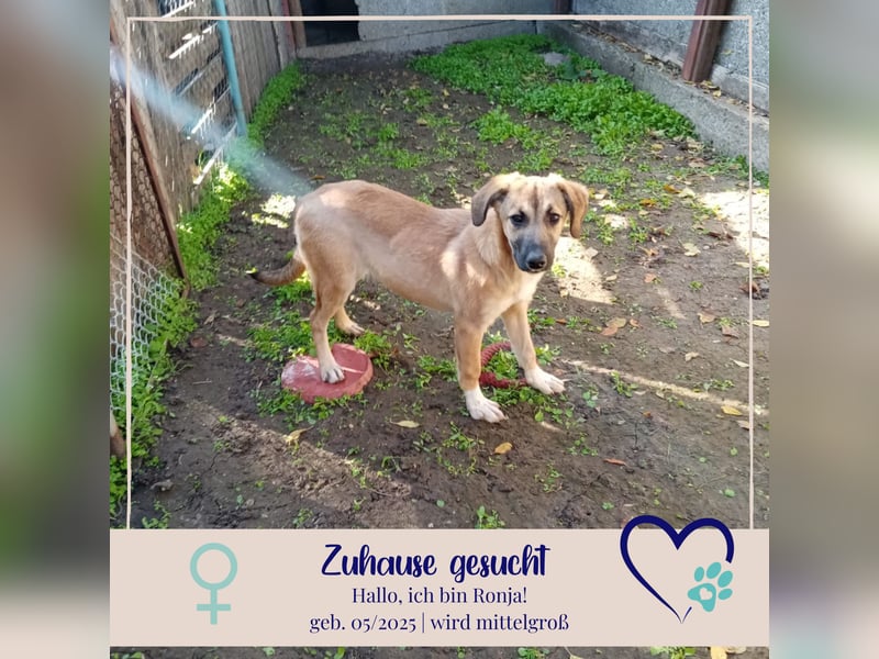 Ronja - lebensfrohe Hündin mit richtig guter Laune