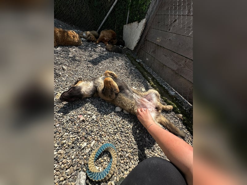 Dilara - fröhliches und offenes Hundemädchen sucht Dich