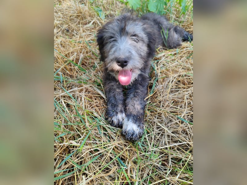 Misuki - toller süsser junge Hund sucht dich als Wegbegleiter