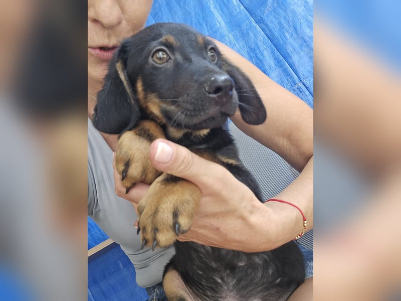 Russel - willst du mit mir gemeinsam wachsen und mir ein Forever Home geben ? Ja Du