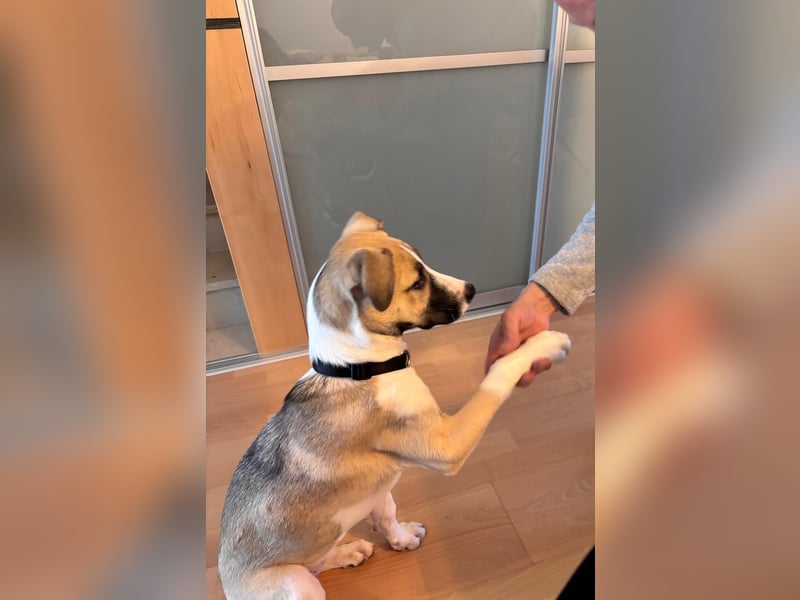 Lilly - will endlich ihr eigenes Für immer Zuhause - ja für immer bitte