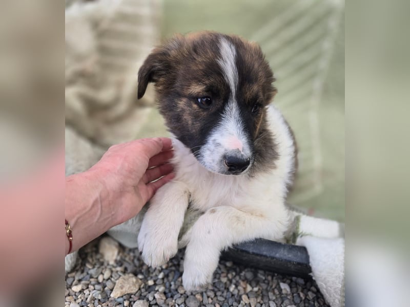 Zadie - darf ich bei dir ankommen und ein Teil deiner Familie werden