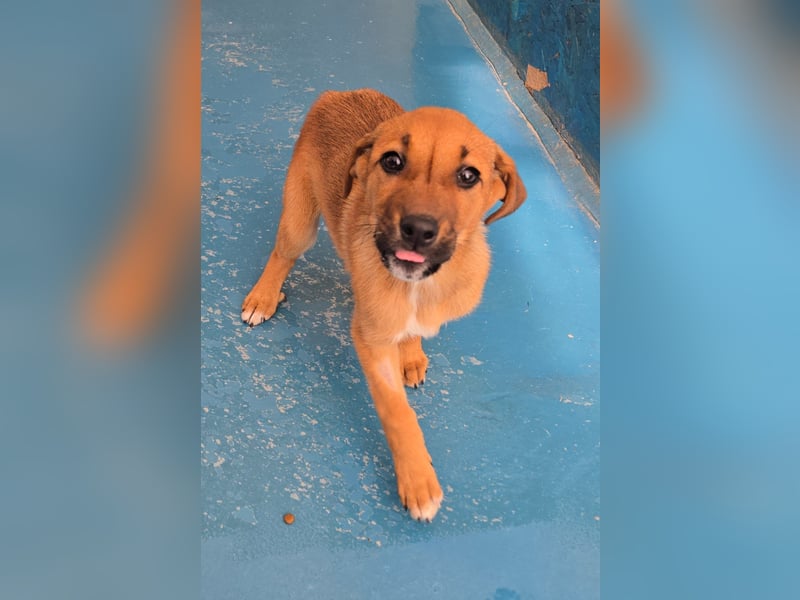 Nesya - sucht ihr Forever Home - bei Dir ?