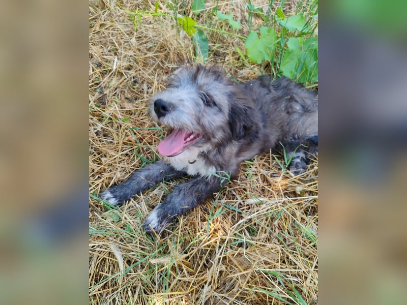 Misuki - toller süsser junge Hund sucht dich als Wegbegleiter