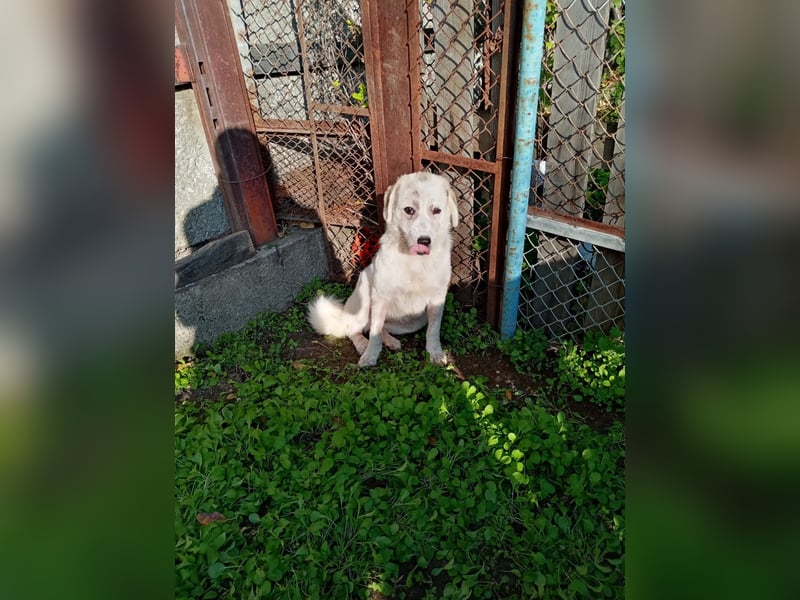 Liora - sanfte, liebe und freundliche Hündin - sucht dich