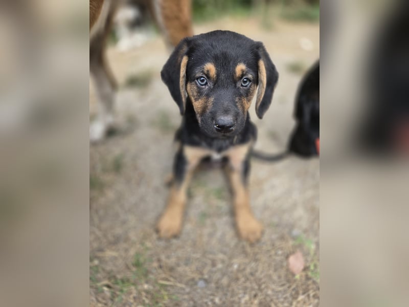 Romeo sucht bei Dir sein Körbchen oder eigens Bett für Immer