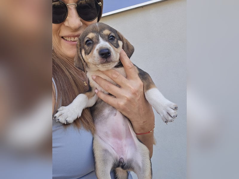 Sanne - sucht dich - typischer Junghund mit viel Liebe im Gepäck