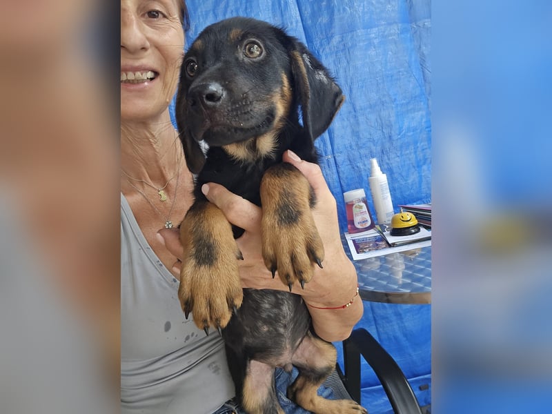 Russel - willst du mit mir gemeinsam wachsen und mir ein Forever Home geben ? Ja Du