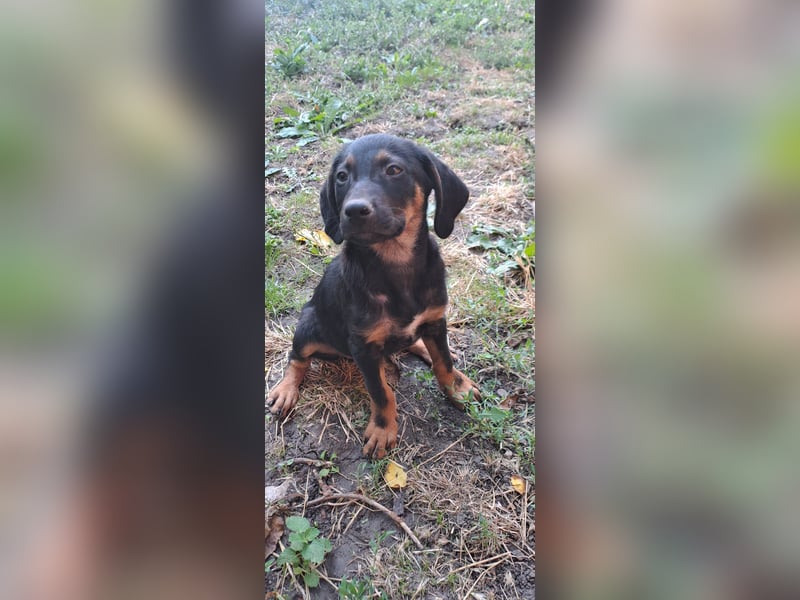 Russel - willst du mit mir gemeinsam wachsen und mir ein Forever Home geben ? Ja Du